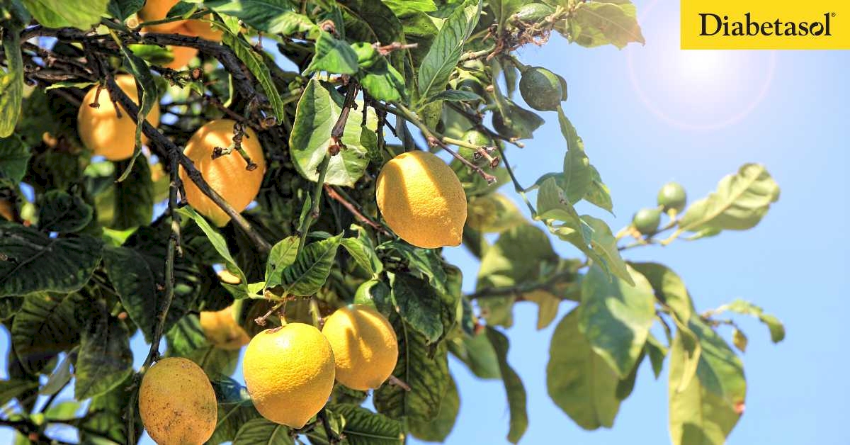 Manfaat Lemon bagi Diabetesi - Diabetasol