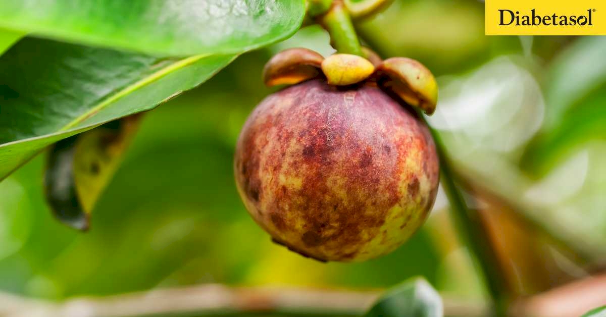 Manfaat Manggis untuk Diabetes  - Diabetasol